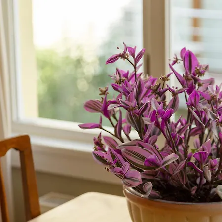 Lemon Διαμέρισμα