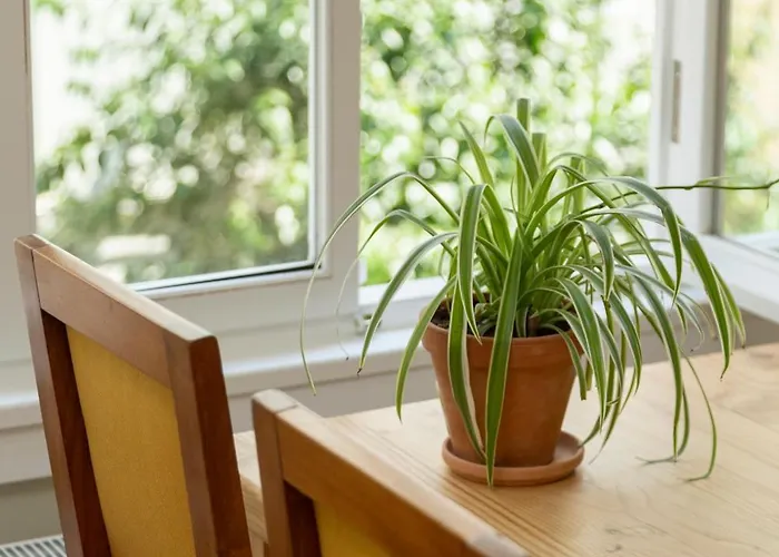 Lemon Apartament Stambuł